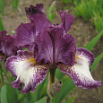 Ирис бородатый Бургунди Браун