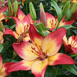 Лилия азиатская Хатстрингс