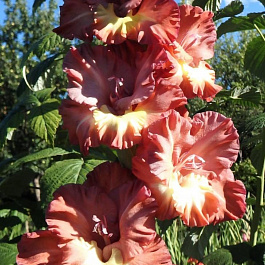 Гладиолус крупноцветковый Сорпреса