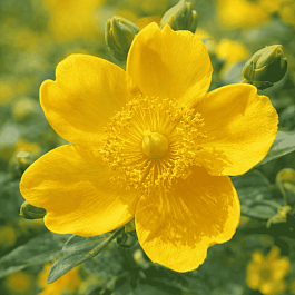 Зверобой Кустарниковый Hidcote