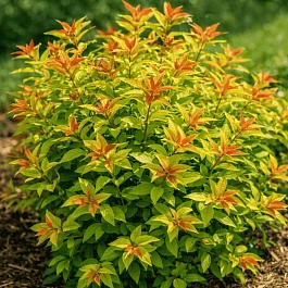 Спирея японская Goldflame