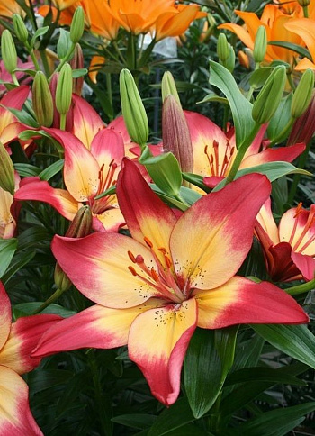 Лилия азиатская Хатстрингс