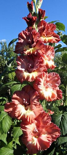 Гладиолус крупноцветковый Сорпреса