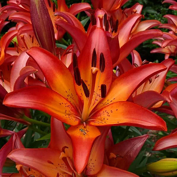 Лилия ЛА-гибрид Ройал Презент НАБОР 2ШТ (2+2)