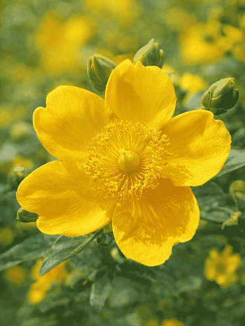 Зверобой Кустарниковый Hidcote