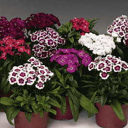 Гвоздика турецкая Barbarini Formula Mix