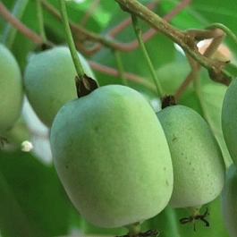 Актинидия коломикта Ленинградская крупноплодная