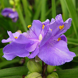 Традесканция Андерсона Макс Дабл Традесканция Андерсона Макс Дабл