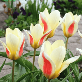 Тюльпан ботанический Johann Strauss