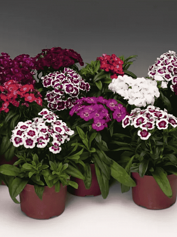 Гвоздика турецкая Barbarini Formula Mix