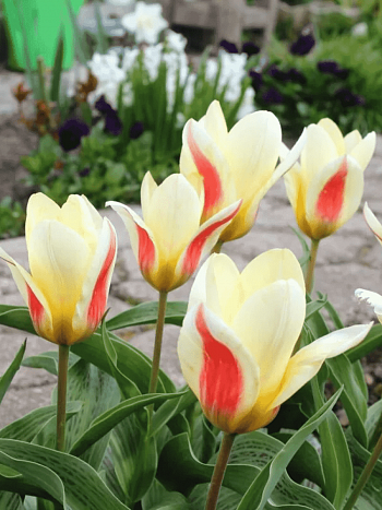 Тюльпан ботанический Johann Strauss