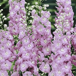 Дельфиниум  культурный Pacific Giant Guinevere