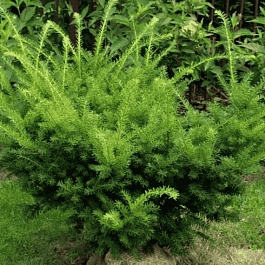 Тис средний Farmen