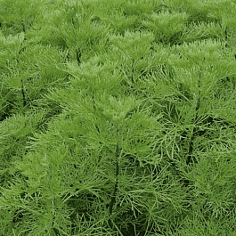 Полынь древовидная Coca Cola