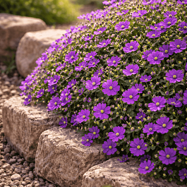 Аубриета Cascade Purple