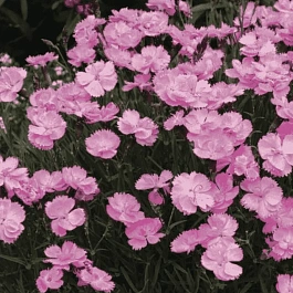 Гвоздика Перистая Dinetta Pink