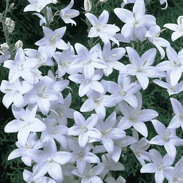 Колокольчик пирамидальный