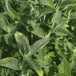 Мята Белый виноград