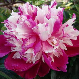 Пион травянистый Дейдрим