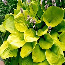 Хоста Sum and Substance