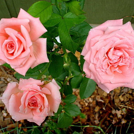 Роза флорибунда Квин Элизабет