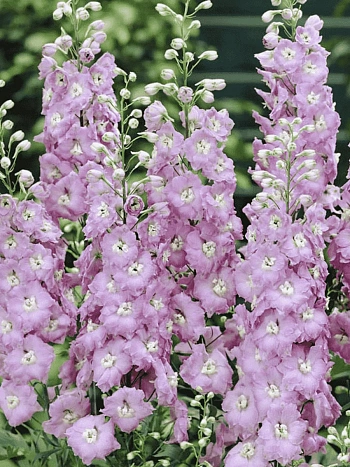 Дельфиниум  культурный Pacific Giant Guinevere