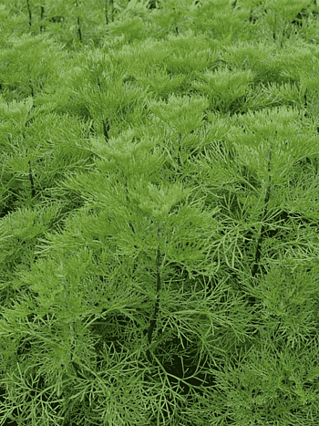 Полынь древовидная Coca Cola