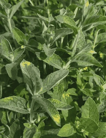 Мята Белый виноград