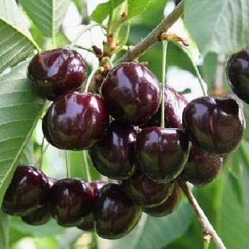 Черешня Речица