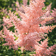 Астильба японская Peach Blossom