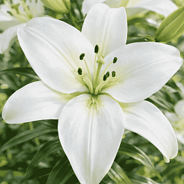 Лилия Sparkling Joy