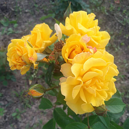 Роза плетистая Клайминг Голдмари