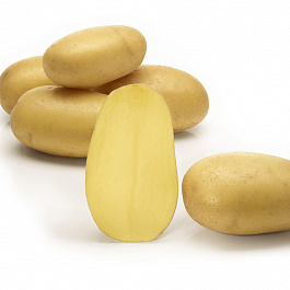 Картофель семенной Королева Анна Картофель семенной Королева Анна