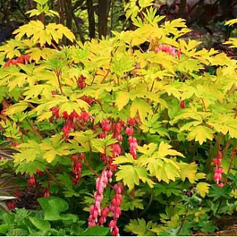 Дицентра великолепная Голд Харт Дицентра великолепная Голд Харт