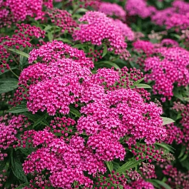 Спирея японская Froebelii