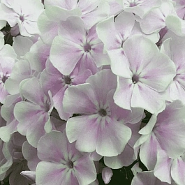 Флокс метельчатый Зимнее Утро