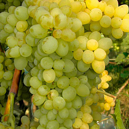 Виноград плодовый Кишмиш №342