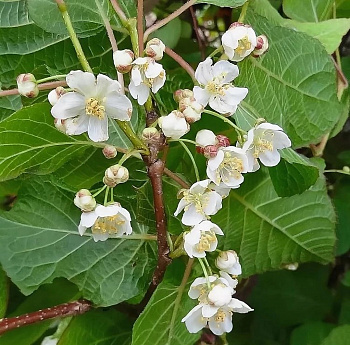 Актинидия аргута Солнечный (мужской опылитель)