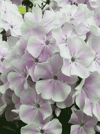 Флокс метельчатый Зимнее Утро