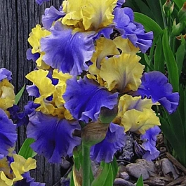 Ирис германский Edith Wolford