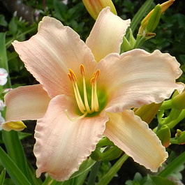 Лилейник гибридный Лакшери Лейс