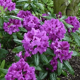 Рододендрон гибридный Rasputin