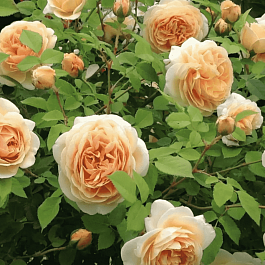 Роза Английская кустовая English Garden