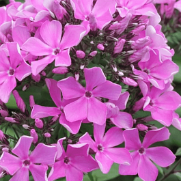 Флокс метельчатый Полька-Бабочка