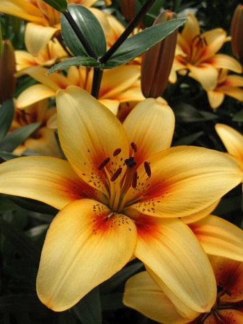 Лилия азиатская Тату