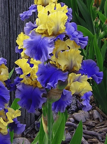 Ирис германский Edith Wolford