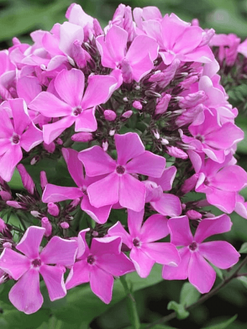 Флокс метельчатый Полька-Бабочка