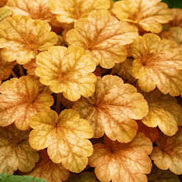 Гейхера Ginger Ale