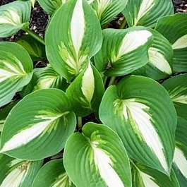 Хоста Ann Kulpa