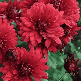 Хризантема корейская Юрий Гагарин